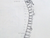 Spinal Chord