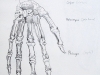 Hand - Skeletal Structure