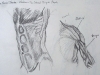 Anatomy of Abdominal and Shoulder Muscles 